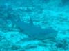 Whitetip shark sleeping in Fiji