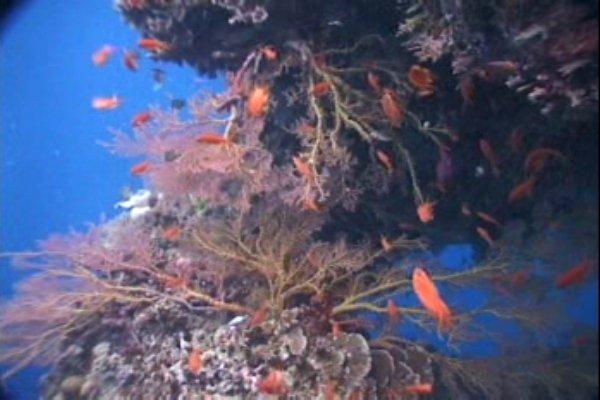 Soft coral in Fiji