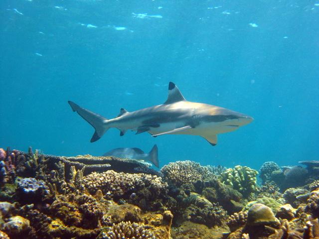 Blacktip in Fiji