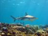 Blacktip in Fiji