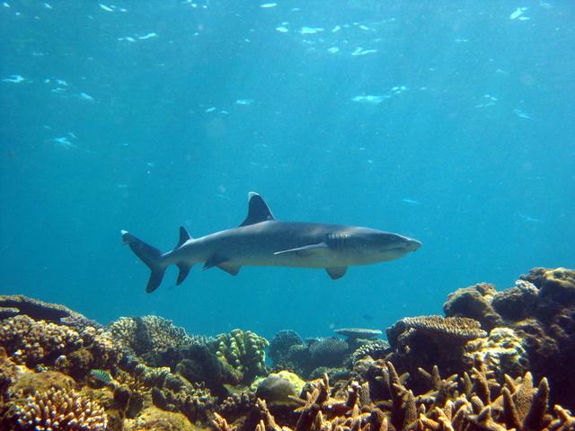 Whitetip shark in Fiji