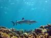 Whitetip shark in Fiji