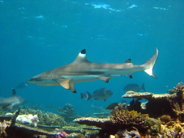 School of balcktips in Fiji