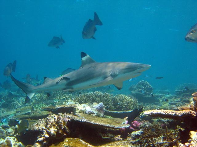 Blacktip in Fiji