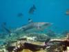 Blacktip in Fiji