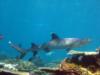 Whitetip shark in Fiji