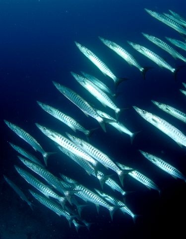 Baracudas in Kadavu, Fiji