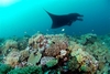 Mantas at Matava, Kadavu, Fiji