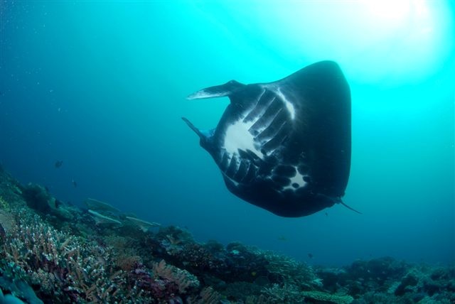 Big mantas at Matava, Fiji