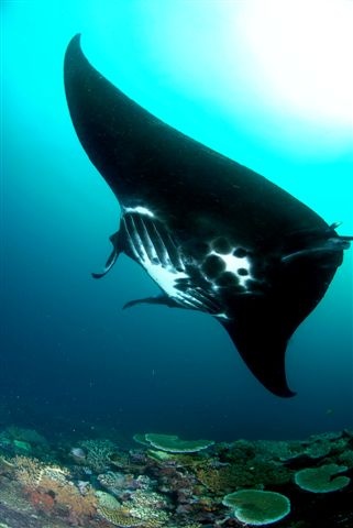 Another manta at Matava, Fiji