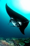 Another manta at Matava, Fiji