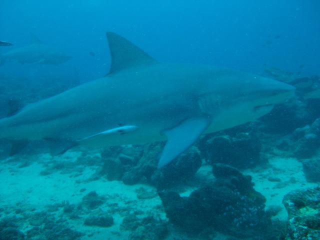 Bull shark in Fiji