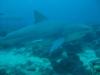 Bull shark in Fiji