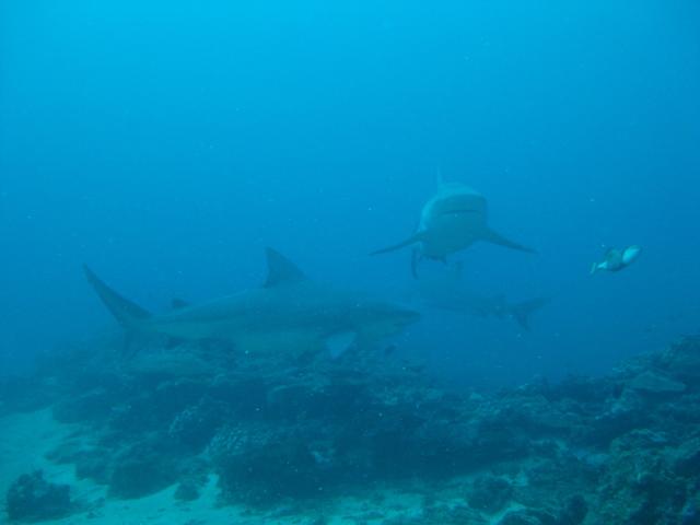 Bull shark in Fiji