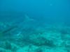 Bull shark in Fiji