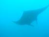 mantas at Matava in Fiji