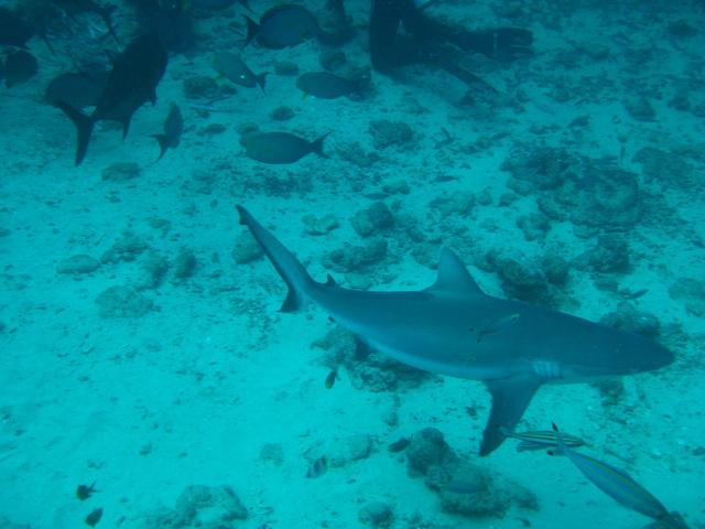 Bull shark in Fiji