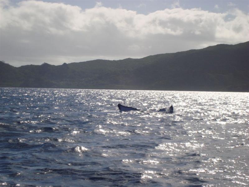 Humpback whales off Matava, Fiji