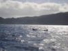 Humpback whales off Matava, Fiji