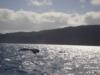 Humpback whales off Matava, Fiji