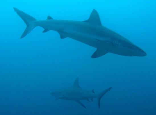 Sharks in Fiji