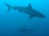 Sharks in Fiji