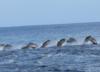 Dolphins off bow of Dive Me in Fiji