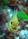 Mouth brooding cardinal fish