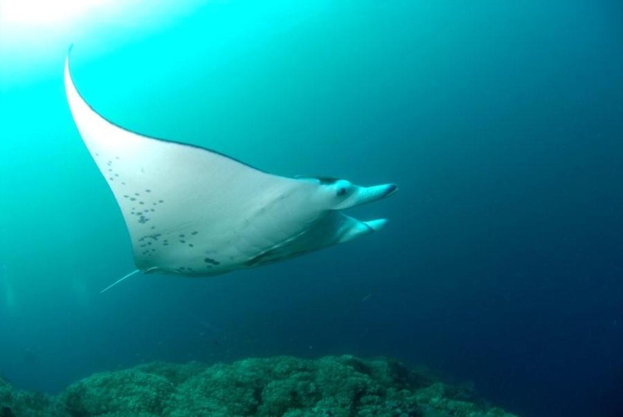 Manta in Kadavu, Fiji