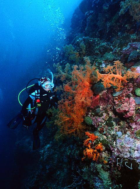 me and soft corals