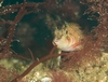 Longfin Sculpin Alki Cove 2