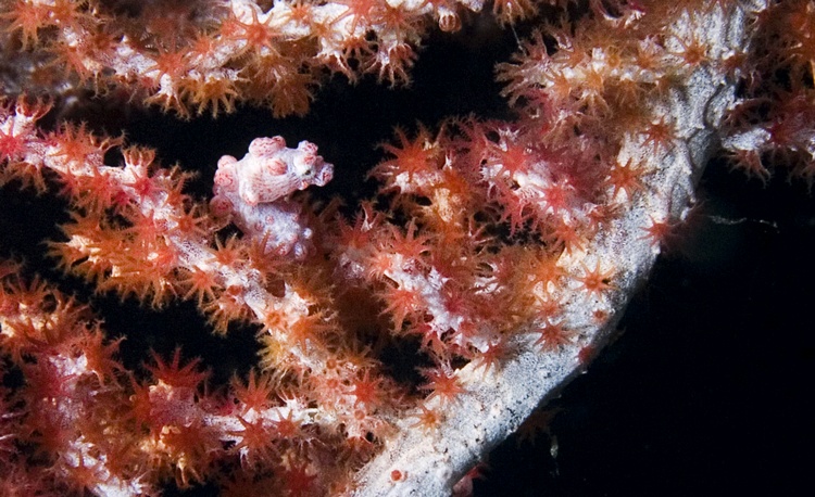 Pygmy Seahorse - Wakatobi Dive Resort - Indonesia