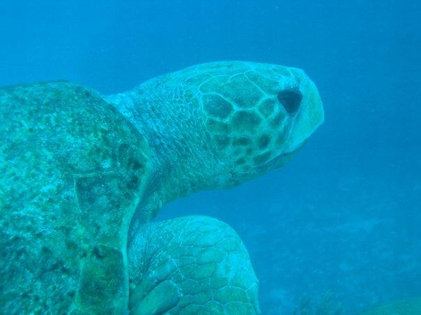 Belize Turtle (Cypress Canyons)