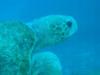 Belize Turtle (Cypress Canyons)