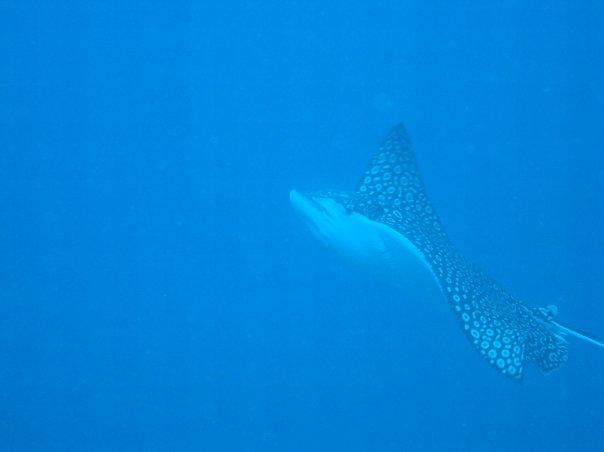 Belize Eagle Ray (Eagle Ray Canyon)