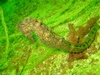 MY 1ST SEA-HORSE @ MUSSANDAM,  OMAN