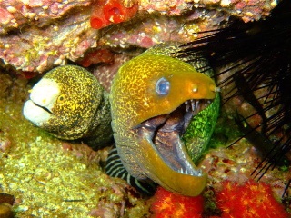 MUSANDAM, OMAN