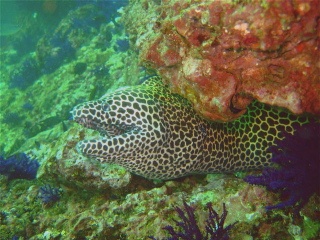 MUSSANDAM, OMAN