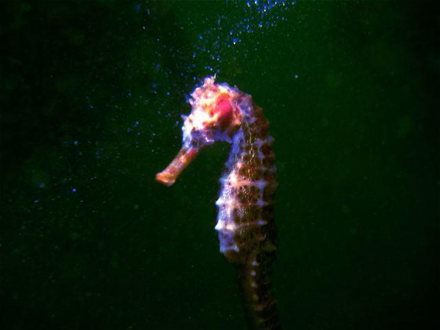 Sea Horse