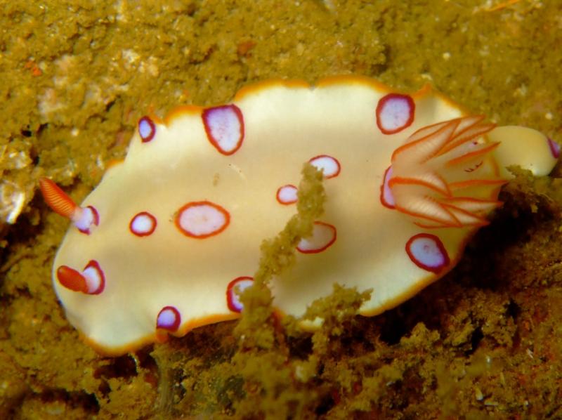 Chromodoris