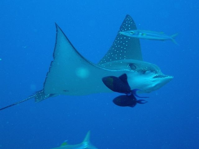 FROM VIKAS - EAGLE RAY @ BLUE CORNER - PALAU