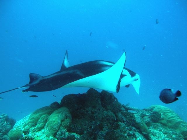 FROM VIKAS - Manta Ray @ PALAU