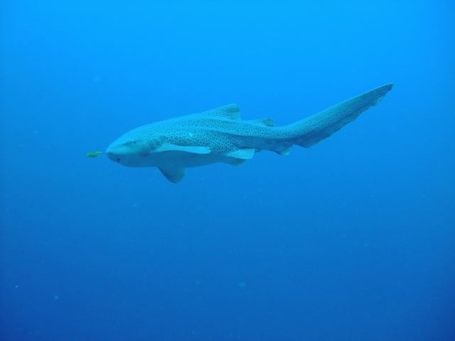 FROM VIKAS LEPORD SHARK @ BIG DROP OFF - PALAU