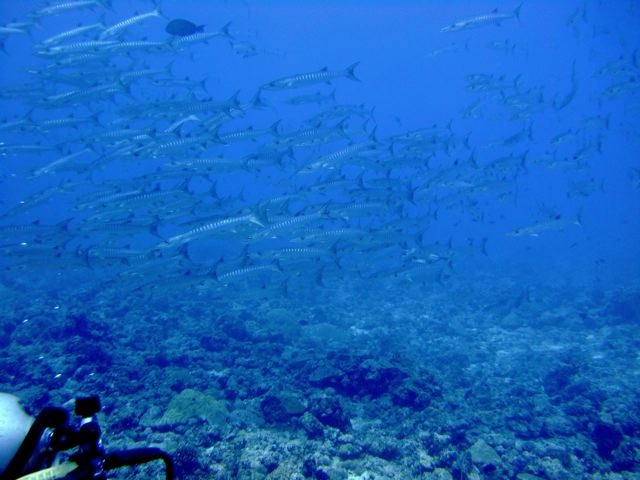 FROM VIKAS - @ BLUE CORNER - PALAU