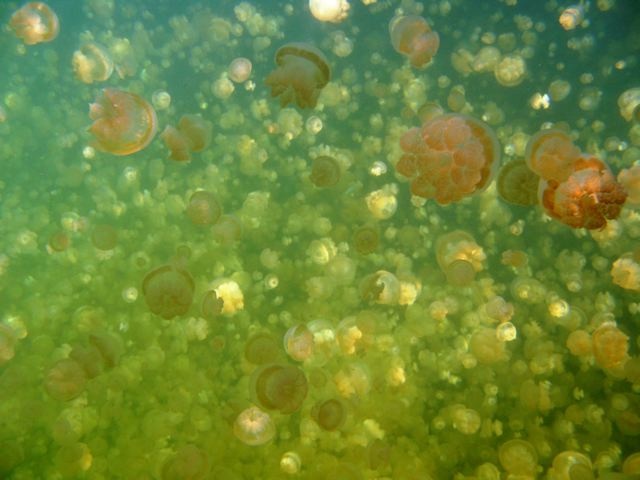 FROM VIKAS - JELLY FISH LAKE@ PALAU