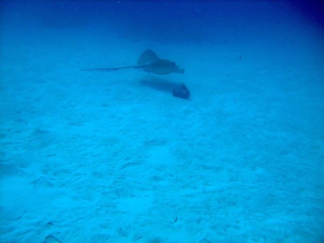 FROM VIKAS - STING RAY @ PALAU