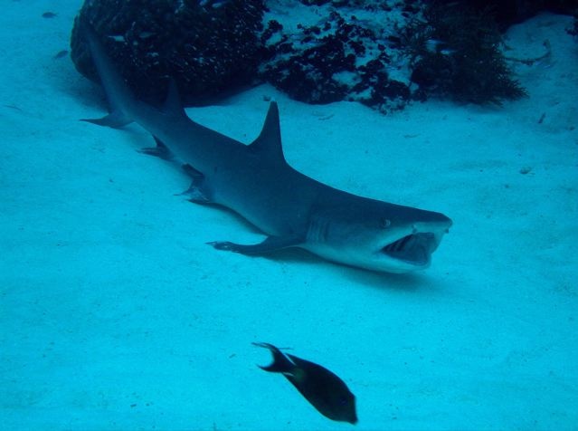FROM VIKAS - WHITETIP SHARK @ PALAU