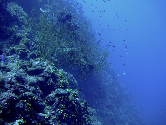 FROM VIKAS - DRIFT DIVE AT PELICAL CORNER @ PALAU