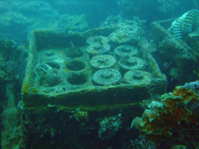 FROM VIKAS - HELMET WRECK SHELLS @ PALAU