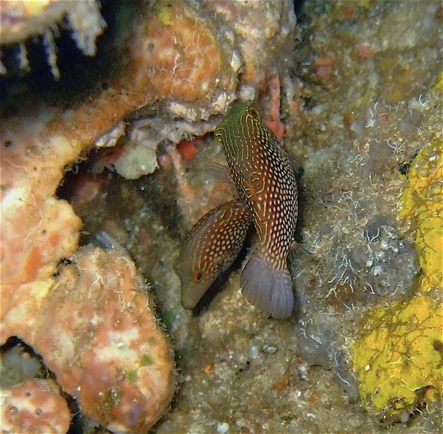 BALI - Driftt Dive Nusa Lembongan